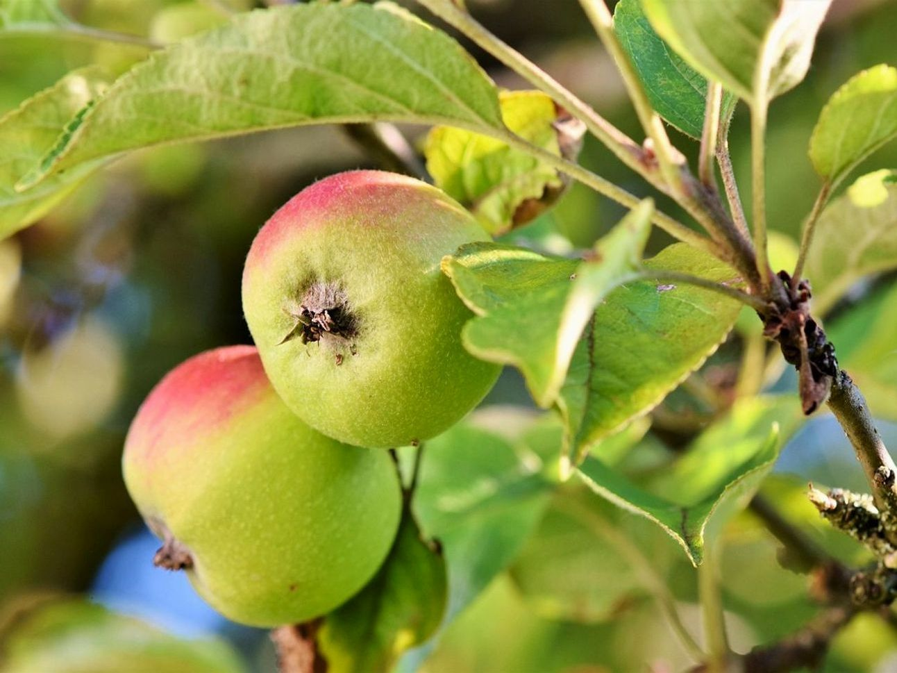 Frutas de temporada